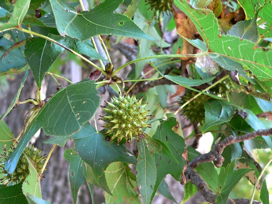 {Liquidambar styraciflua}